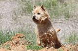CAIRN TERRIER 284